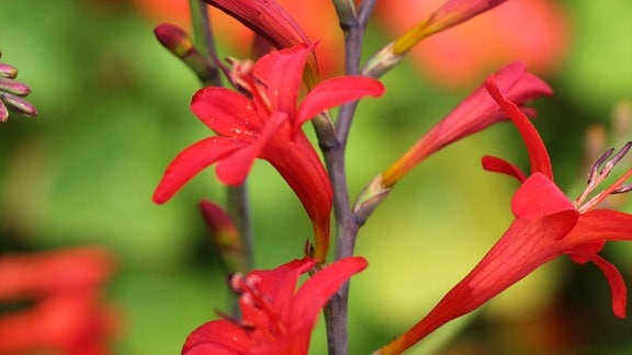Leuchtend rote Blüten der Montbretie.
