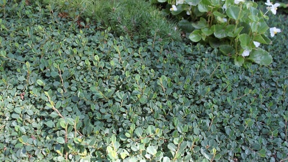 Bodendecker – Cotoneaster dammeri Fieders Evergreen