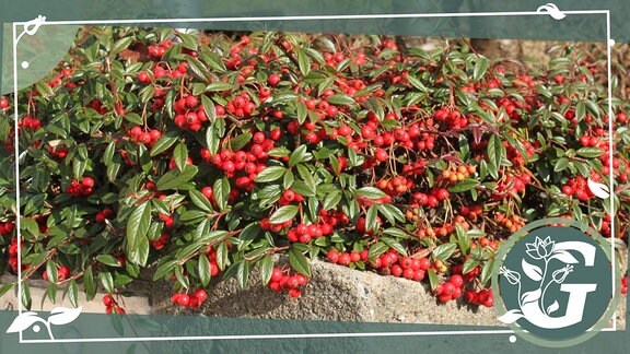 viele grüne Blätter, dazwischen rote Beeren, bedecken den oberen Teil des Bildes. Darunter ein Stück Grabstein.