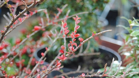 Zweige des Zwerggehölzes Fächermispel mit winzigen, roten Blättchen n marmorierte Blätter von einem Kaukasu 