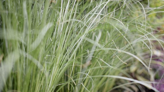 Carex-Gras