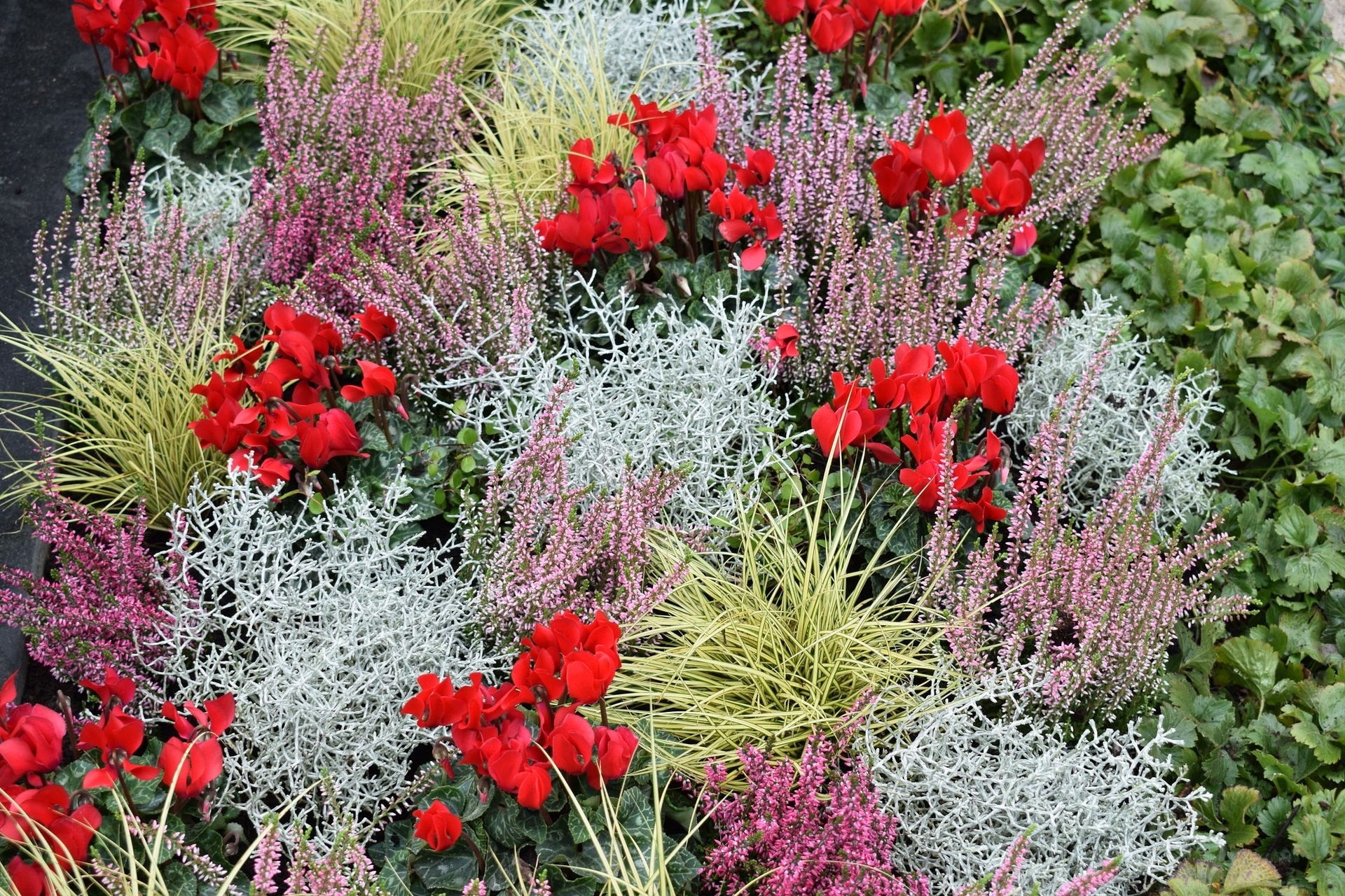 Chrysanthemen in verschiedenen Farben