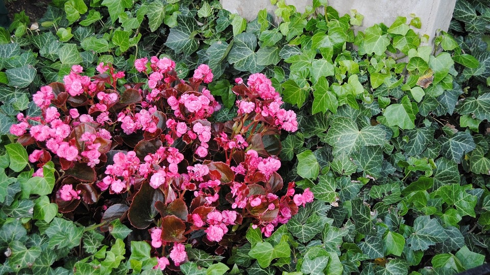 exotische pflanzen fur den garten winterhart, gräber mit pflanzen gestalten | mdr.de, Design ideen