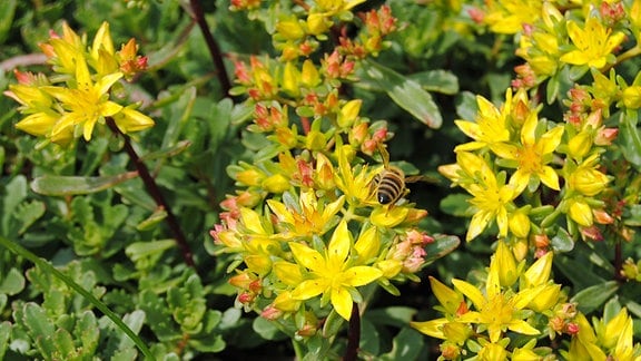 Eine Biene sucht nach Pollen in den gelben Blüten einer Bodendecker-Pflanze mit dem Namen Sedum floriferum Weihenstephaner Gold.
