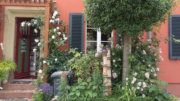 Ein winziger Vorgarten vor einem terrakottafarbenen Haus, mit weißen Rosen und Baum