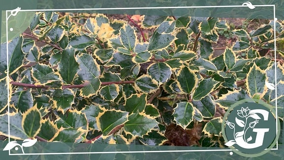 Ein Zweig einer Ilex-Pflanze: die stacheligen Blätter sind gelb/grün panaschiert. Das Bild ist von einem gezeichneten Rahmen umgeben.