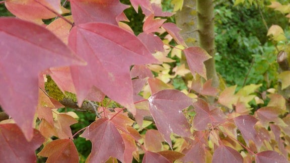 Acer buergerianum – rote Blätter
