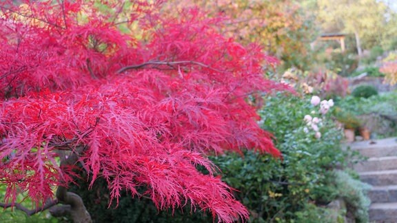 Acer palmatum – japanischer Fächerahorn