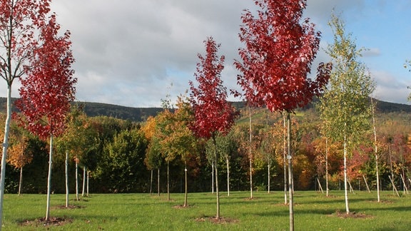 Acer rubrum – "Somerset"