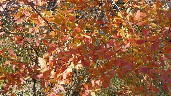 Berberitze –Herbstfärbung