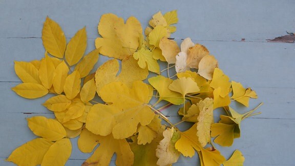 Gelb_ Bienenbaum_Feige_Maulbeere_Kletterhortensie_Ginkgo_Tafeltrauben