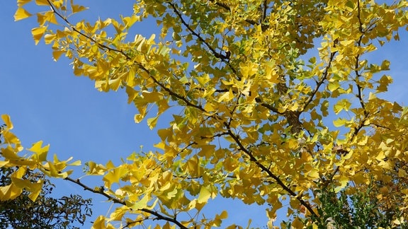 Ginkgo biloba, Fächerblattbaum