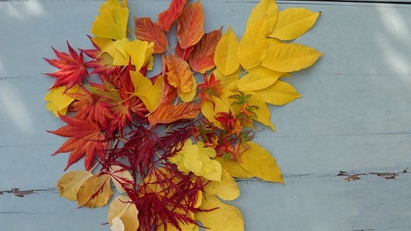 Herbstlaub aus dem Garten