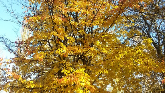 Parrotia persica Eisenholzbaum