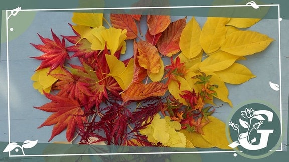 verschiedene rot und gelb gefärbte Blätter liegen auf einem Tisch