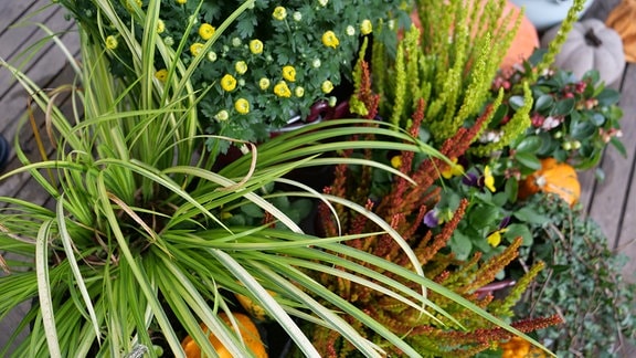 Farben gelb orange rot, farbige Gefäße, Gelb-rote Heide. rote Beeren der Gaultherien, Hängepflanzen Efeu und Lysimachia, Gras Hakonechloa