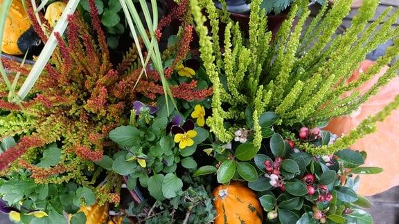 Farben gelb orange rot, farbige Gefäße, Gelb-rote Heide. rote Beeren der Gaultherien, Hängepflanzen Efeu und Lysimachia, Gras Hakonechloa