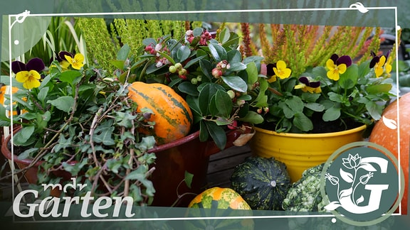 Farben gelb orange rot, farbige Gefäße, Gelb-rote Heide. rote Beeren der Gaultherien, Hängepflanzen Efeu und Lysimachia, Gras Hakonechloa