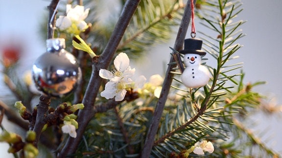 Blühender Kirschzweig und Tannengrün mit Weihnachtsschmuck in Vase.