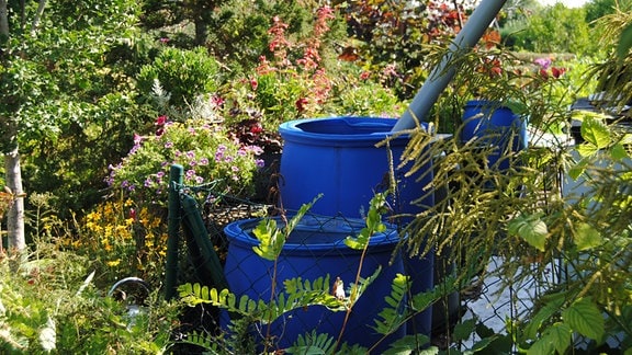 Regenfässer aus blauem Kunststoff in Kleingarten