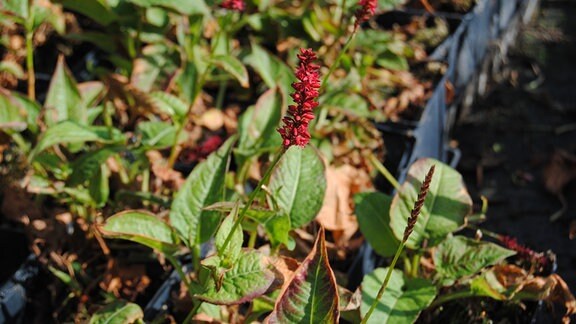 Knöterich mit roter kerzenförmiger Blüte  