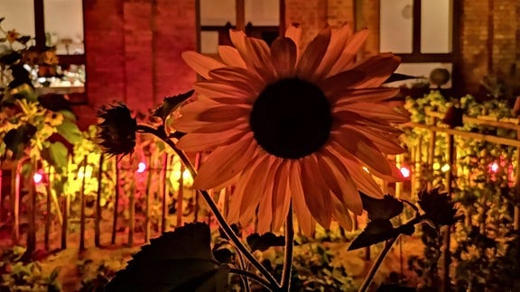 Eine Lichterkette schmückt einen Gartenzaun. Sonnenblume in der Nacht