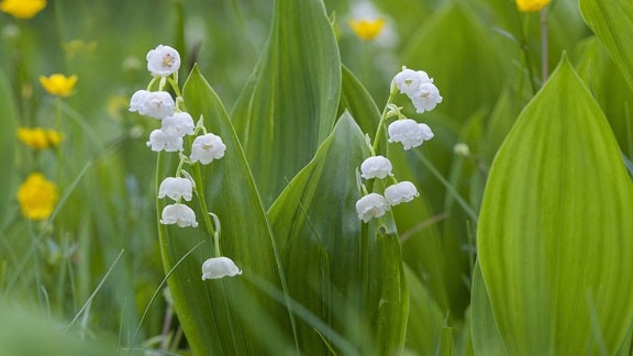 Maiglöckchen (Convallaria majalis)