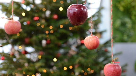 Äpfel hängen an einem Strick von der Decke herunter, im Hintergrund steht ein Weihnachtsbaum 