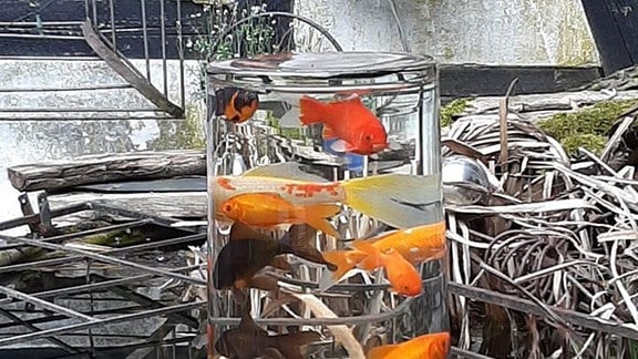 In einer umgedrehten Glasvase im Gartenteich schwimmen Goldfische.   