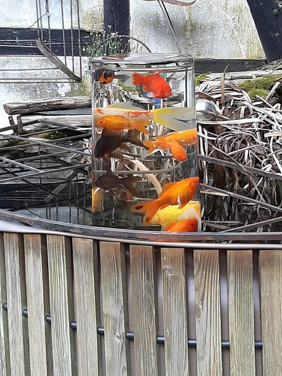 Eine Fischkugel für den Gartenteich bauen MDR.DE