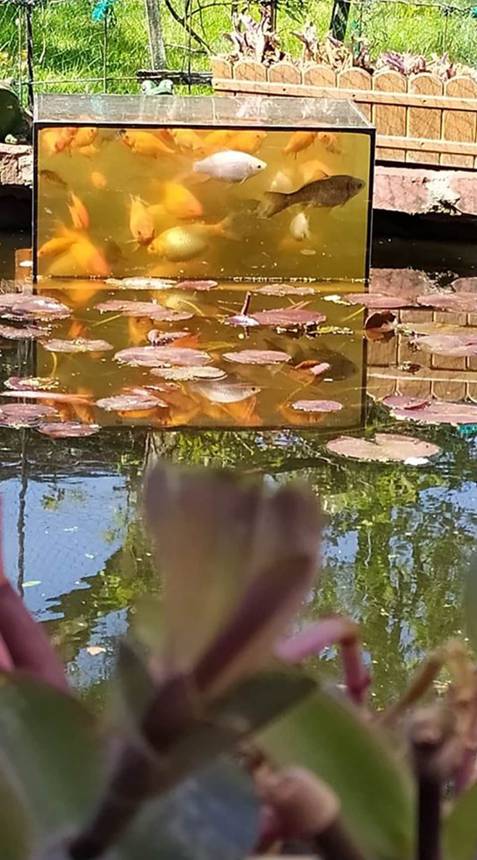 Eine Fischkugel für den Gartenteich bauen MDR.DE
