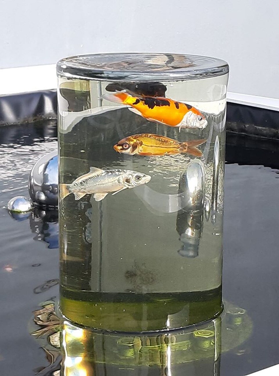 Eine Fischkugel für den Gartenteich bauen MDR.DE