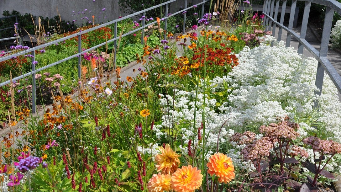 35+ großartig Sammlung Mdr Garten Mediathek / Mdr Garten Der Garten Ratgeber Im Mdr Fernsehen Und Im Internet Mdr De : Mdr garten | video der sendung vom 08.08.2021 06:30 uhr (8.8.2021) mit untertitel