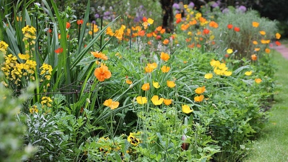 Mehrere verschiedene Pflanzen, die gelbe, orangefarbene und rote Blüten tragen, in einem Staudenbeet an einer Rasenfläche