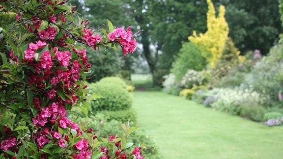 Ein Strauch mit pinkfarbenen Blüten vor einem Garten mit englischem Rasen und Stauden-Rabatten