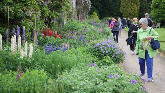 Besucherinnen und Besucher in einem englischen Garten laufen an einem langgezogenen Stauden-Beet mit blühenden Lupinen und anderen Pflanzen entlang, die blaue und lilafarbene Blüten tragen