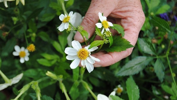 Eine Hand hält Stängel mit weißen Blüten einer Zweizahn-Pflanze der Sorte Bidens Sternmarie