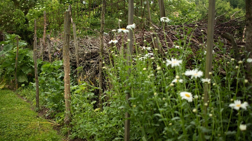Tipps für das naturnahe Gärtnern MDR.DE