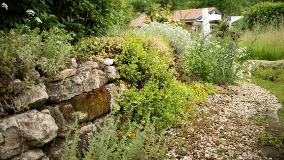 Eine Natursteinmauer, auf der verschiedene Pflanzen wachsen.