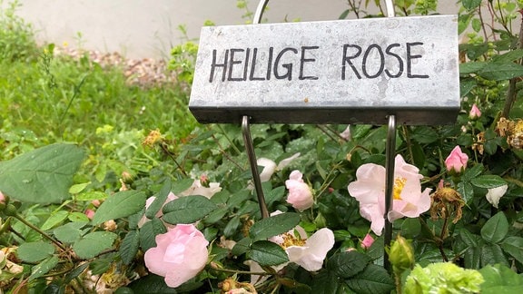 Schild mit der Aufschrift  Heilige Rose im Rosenbeet 
