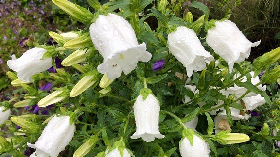 Weiße Blüten der Marienglockenblume.