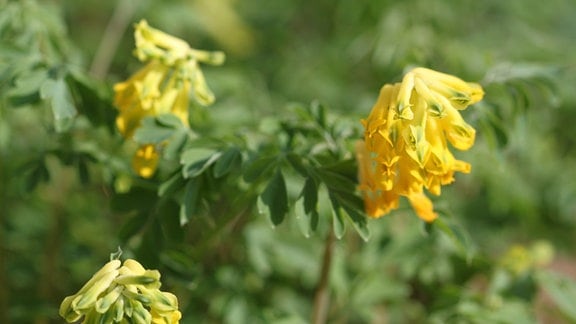 Corydalis lutea – Lerchensporn, gelb