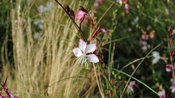 Weiß-pinke Blüte einer Prachtkerze Gaura