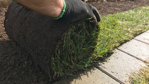 Eine Hand rollt Fertigrasen auf einer Fläche mit geharkter Erde in einem Garten aus 