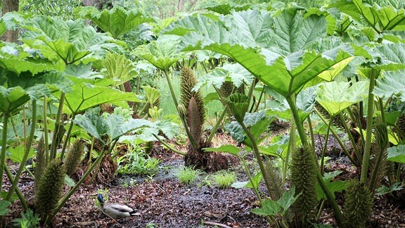 Große Gunnera mit Ente Savill Garden in Windsor.