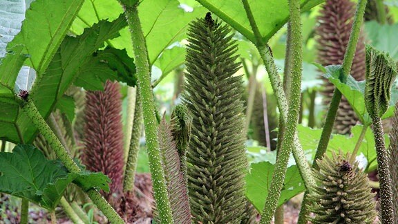 Große Dolden einer Gunnera in Savill Garden in Windsor