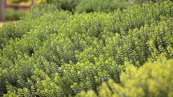 Leuchtend grünes Leptinella potentillina in Savill Garden in Windsor.