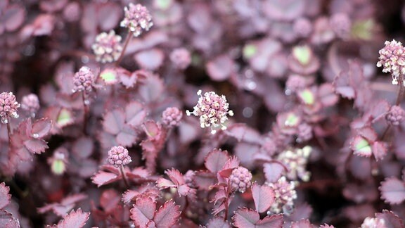 'Piripiri' Acaena inermis mit dunkelroten Blättern und dezent-weißen Blütenansätzen in Savill Garden in Windsor.