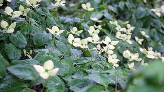 Cornus kousa 'satomi' mit weiß bis hellgrünen Blüten in Savill Garden in Windsor.