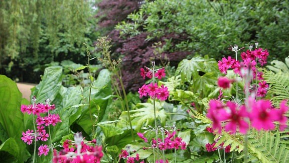 Pinke Blüten einer Primula Pulverulenta in Savill Garden in Windsor.